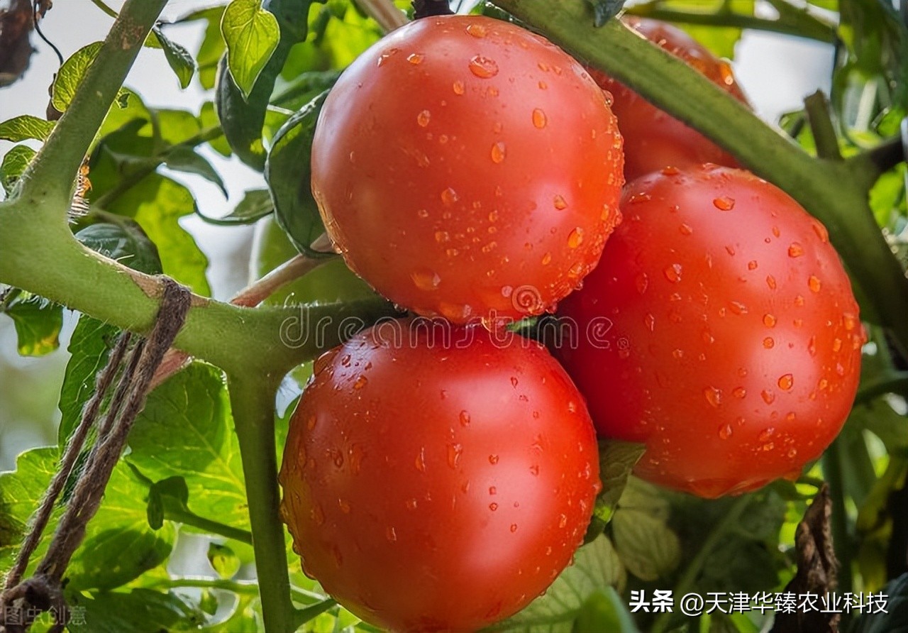 不爱吃西红柿的原因,番茄露天种植遇上高温怎么办