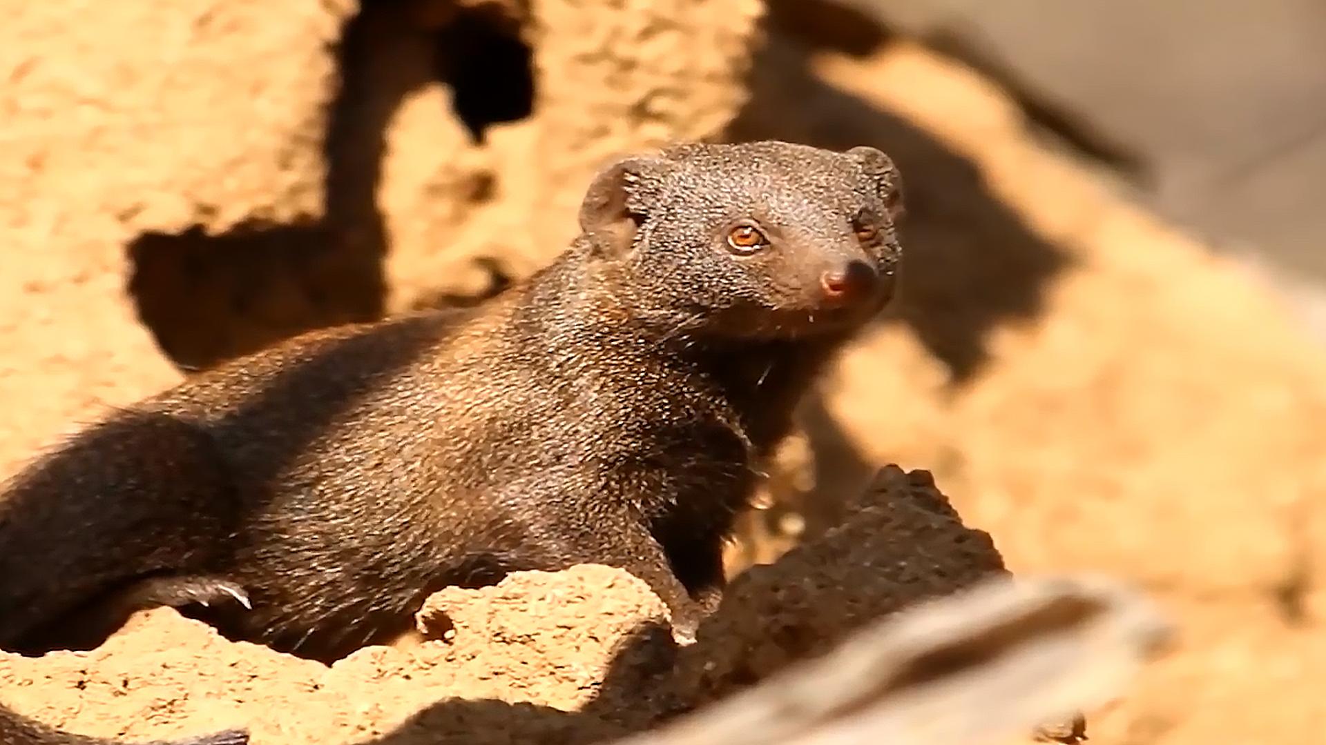 动物界的“地头蛇”，和“非洲一哥”蜜獾有一拼，它究竟是谁？