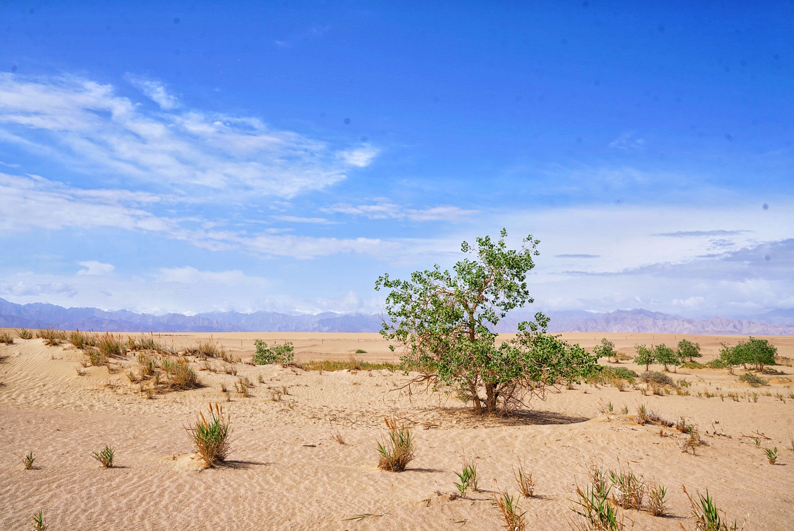 实拍格尔木胡杨林，海拔2800米，连绵1700亩，苍凉辽阔，拍照超酷