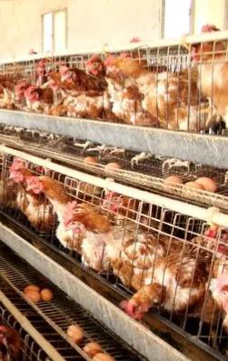 城市和农村的空白赚钱行业,农村养殖业最赚钱的行业