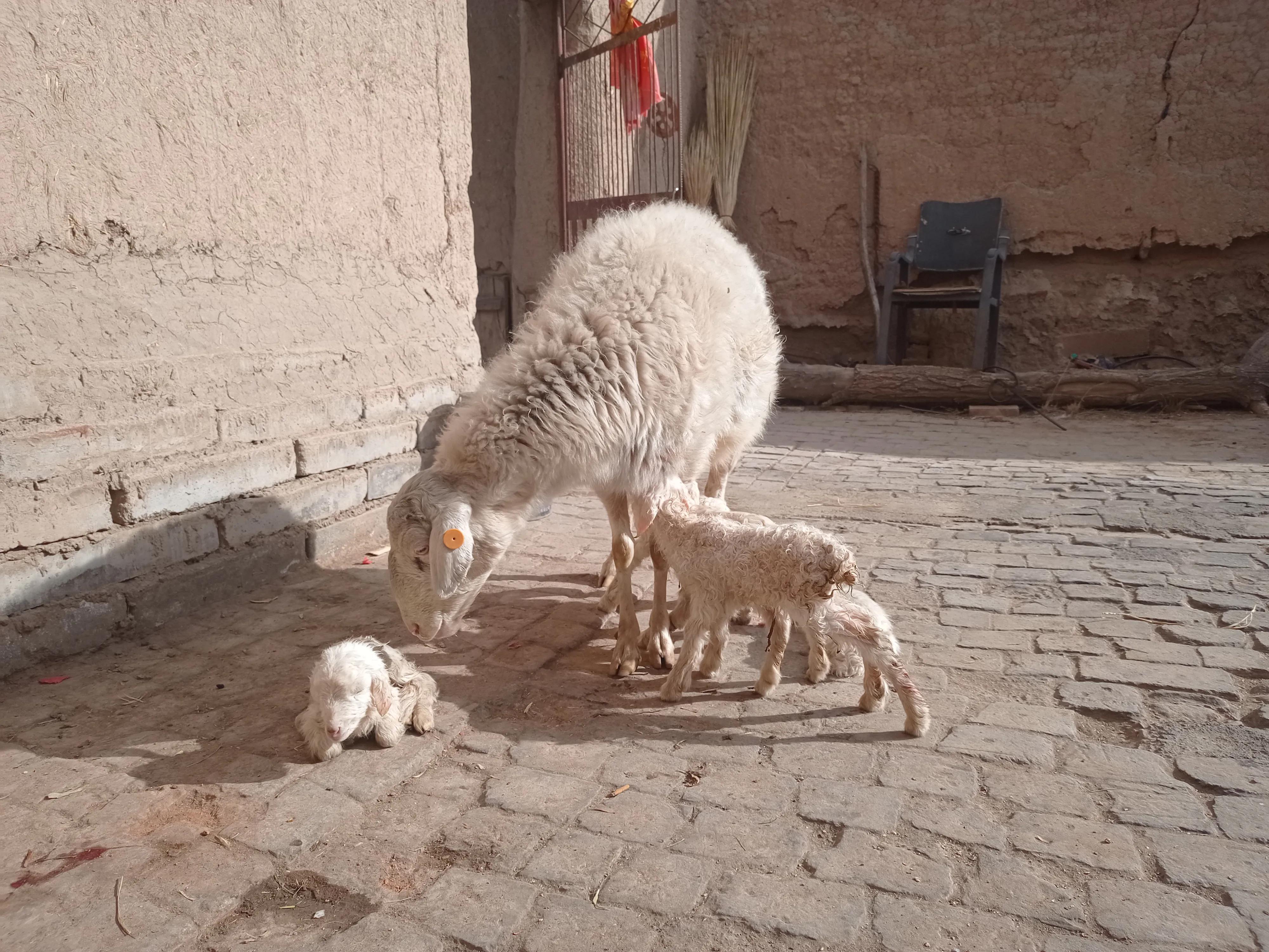 养羊的方法和技巧,养羊必备的100种方法