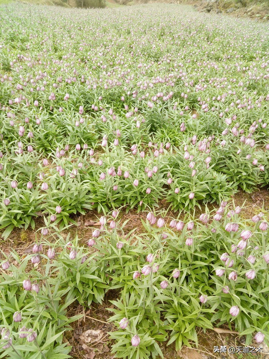一亩挣百万的中草药,一亩地一年收入一万的药材都有啥