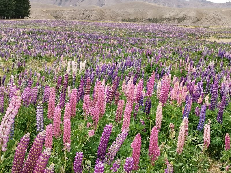 带父母去新西兰旅游攻略,来新西兰要花多少钱