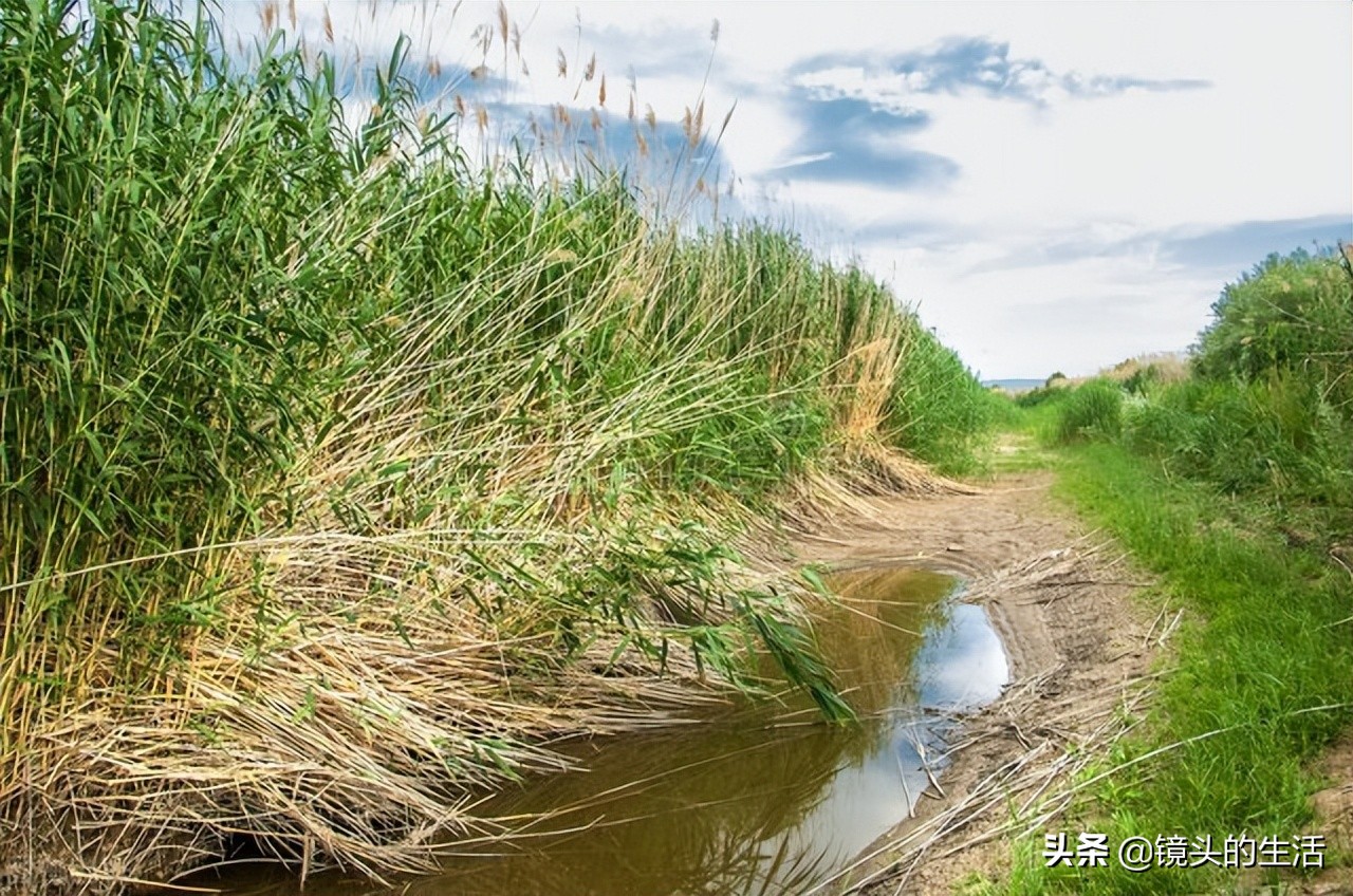 农村遍地都是宝农村的野菜挖不完,农村不要钱的野菜有哪些