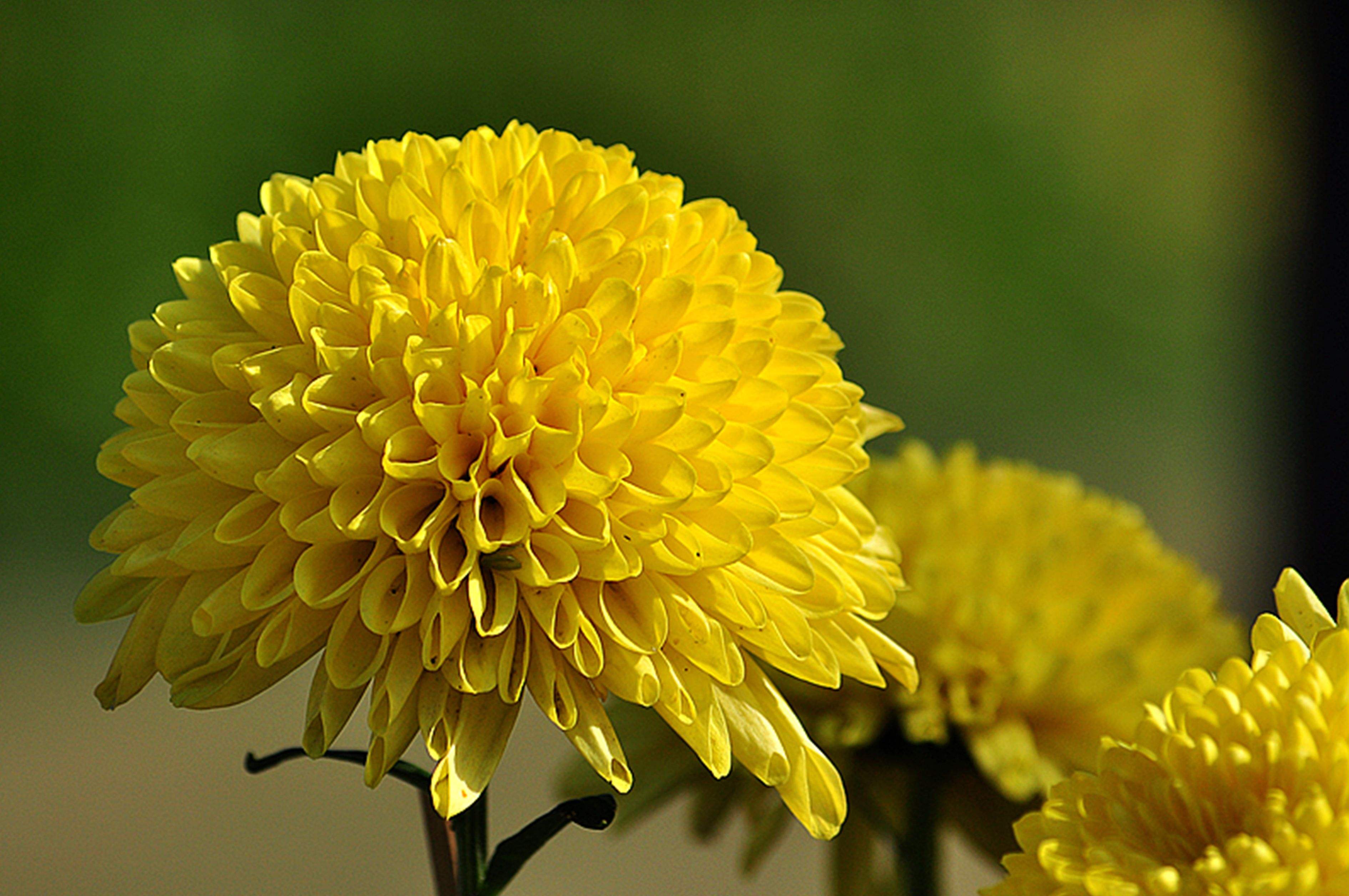 明日黄花蝶也愁诗全文,休休明日黄花蝶也愁全诗
