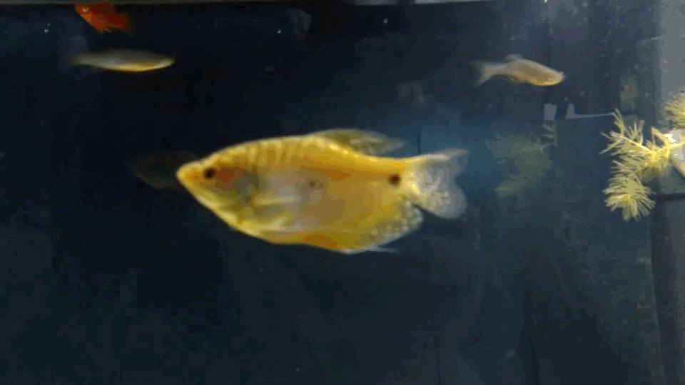 热带观赏鱼长视频,各种热带观赏鱼介绍