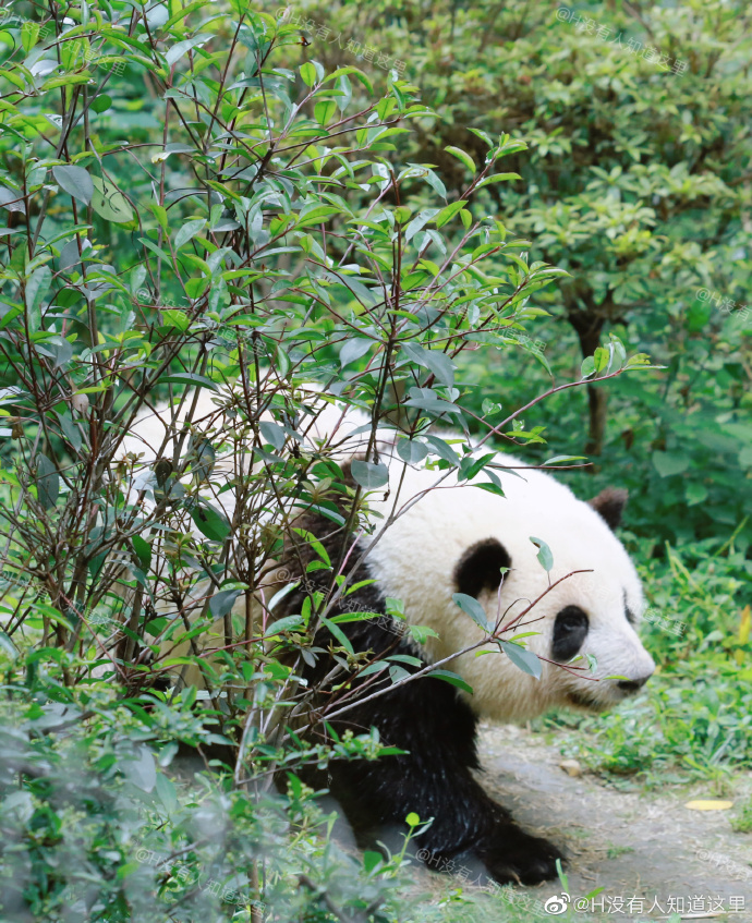 花花：接住谭爷爷给的小苹果，仿佛接住了整个世界。