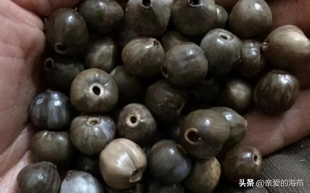 农村常见的草珠子,农村的草珠子有什么作用吗