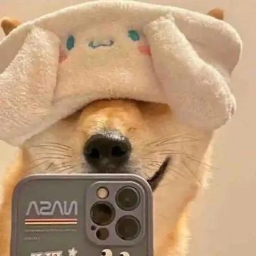 甯呮皵澶村儚鍔ㄦ极闇告皵鍐烽叿,甯呮皵鐨勭嫾澶村儚鍔ㄦ极鐢风敓