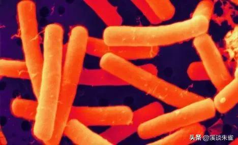 苏云金杆菌杀虫剂对蜜蜂有害吗,苏云金芽孢杆菌对蜜蜂有害吗