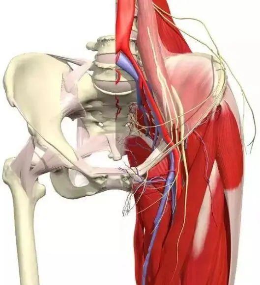 股骨头坏死引起肌肉萎缩会恢复吗,股骨头坏死肌肉萎缩可以恢复吗