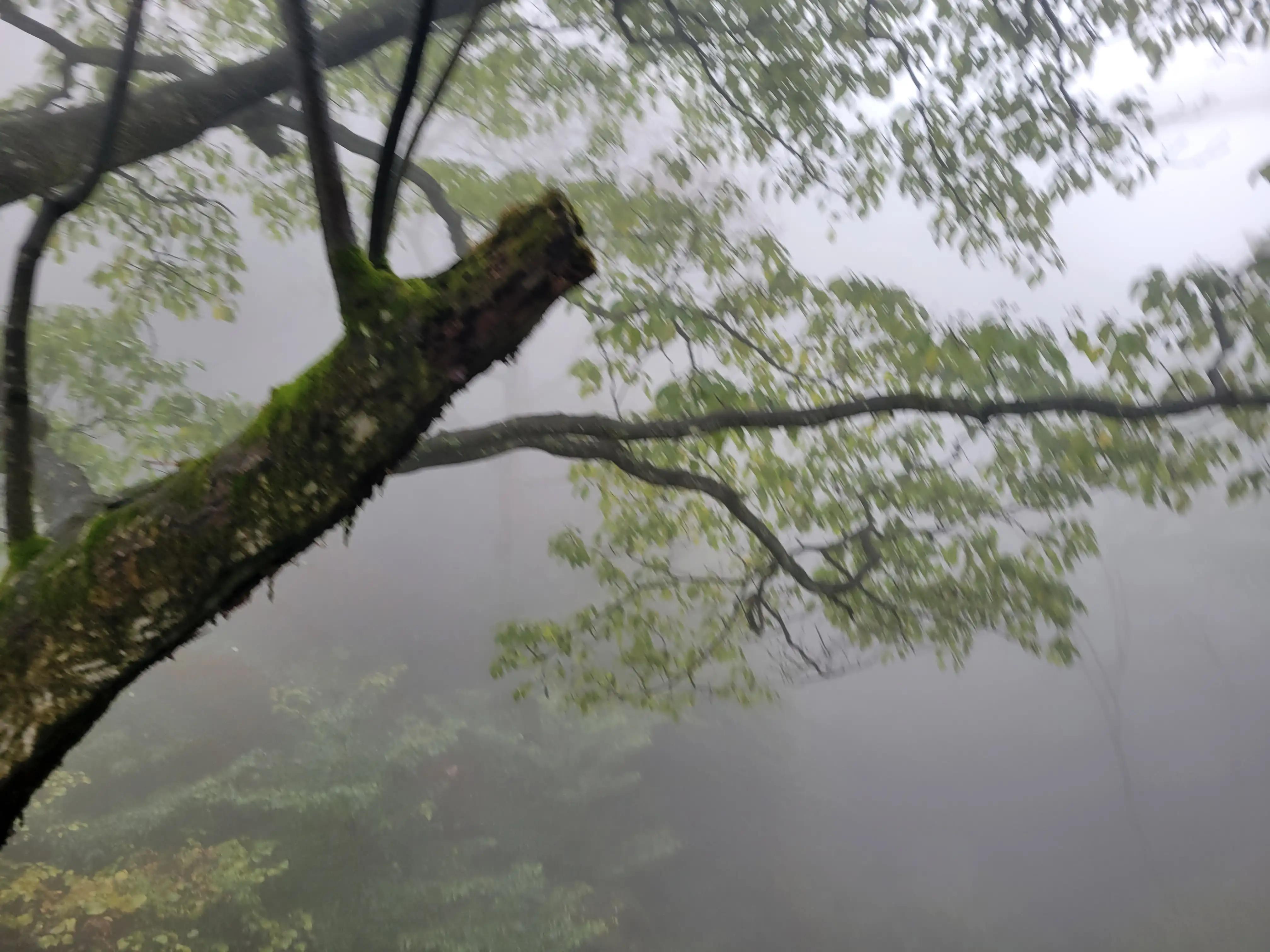 雅安蒙顶山一日游攻略,雅安蒙顶山风景区旅游攻略