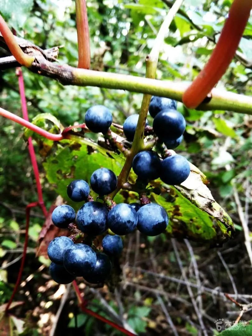 农村常见野生植物你都认识吗,农村常见植物野果