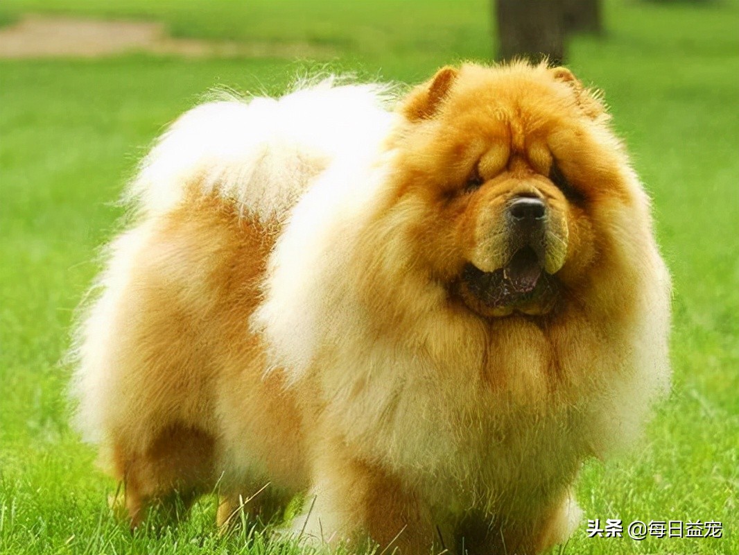 松狮算不算名犬,名犬智商排名松狮