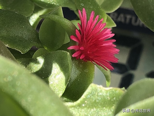 养这10种花越养家里越干净,这8种花最旺家只需养一盆