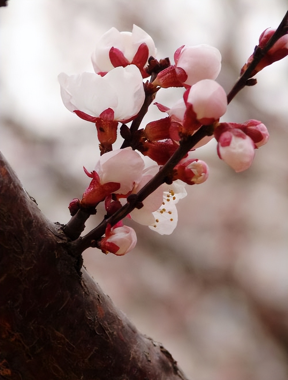 每个月农历十二月的花语,一月的花语