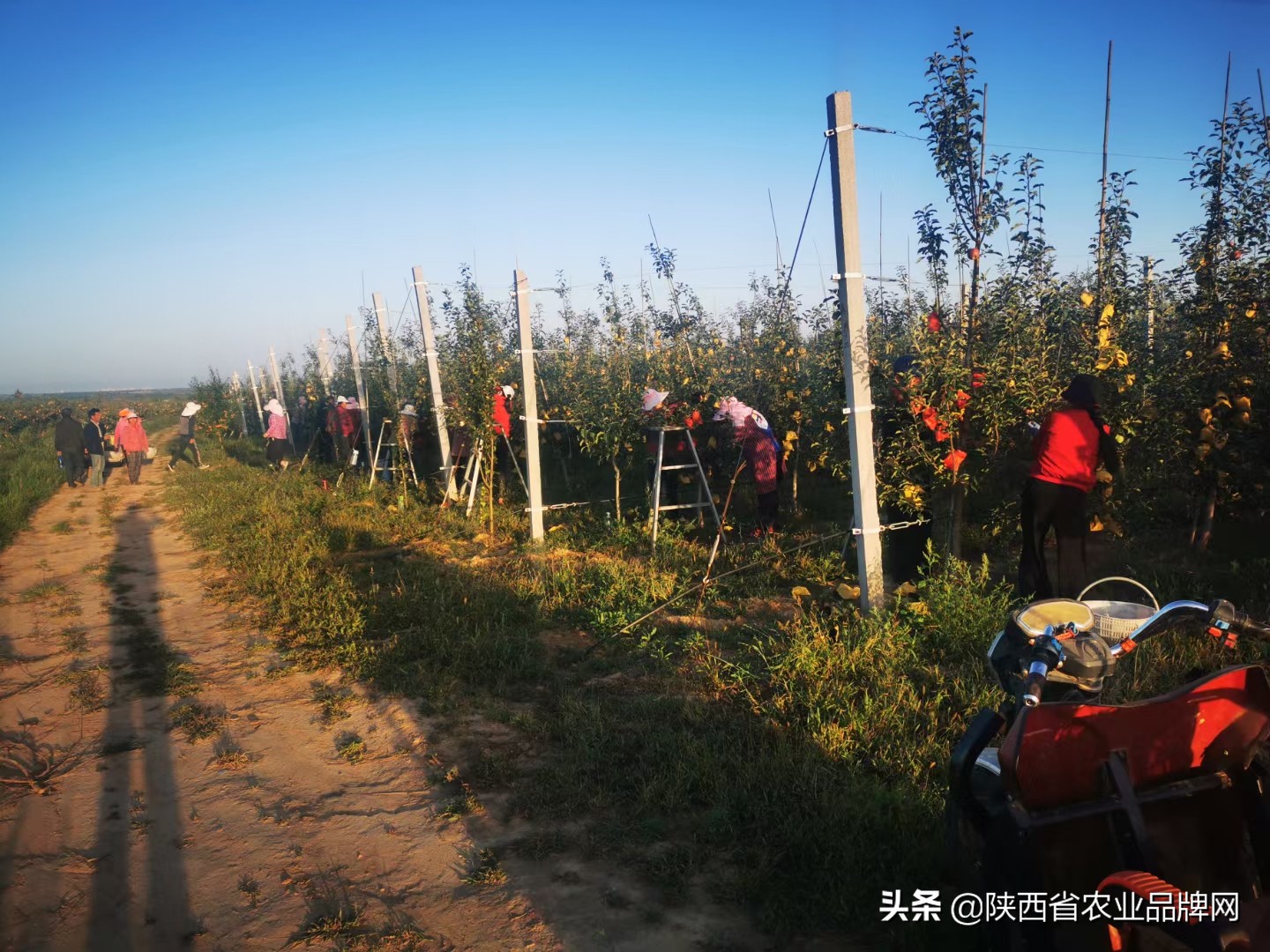 洛川美域高苹果全国服务电话,陕西全国农业产业化龙头企业名单