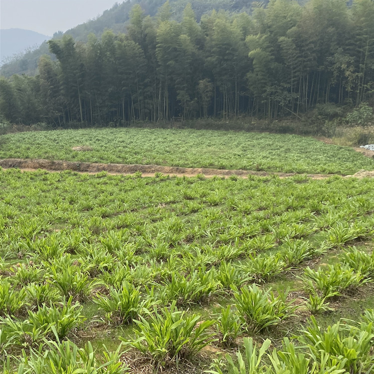 养黑山羊将满足顾客的哪些需求,放养黑山羊怎么才能做到规模化