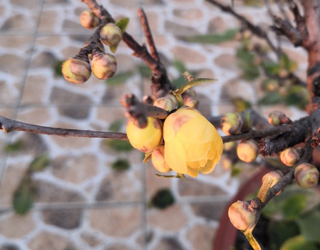 腊梅有隐芽出枝吗?,蜡梅如何在冬季绽放