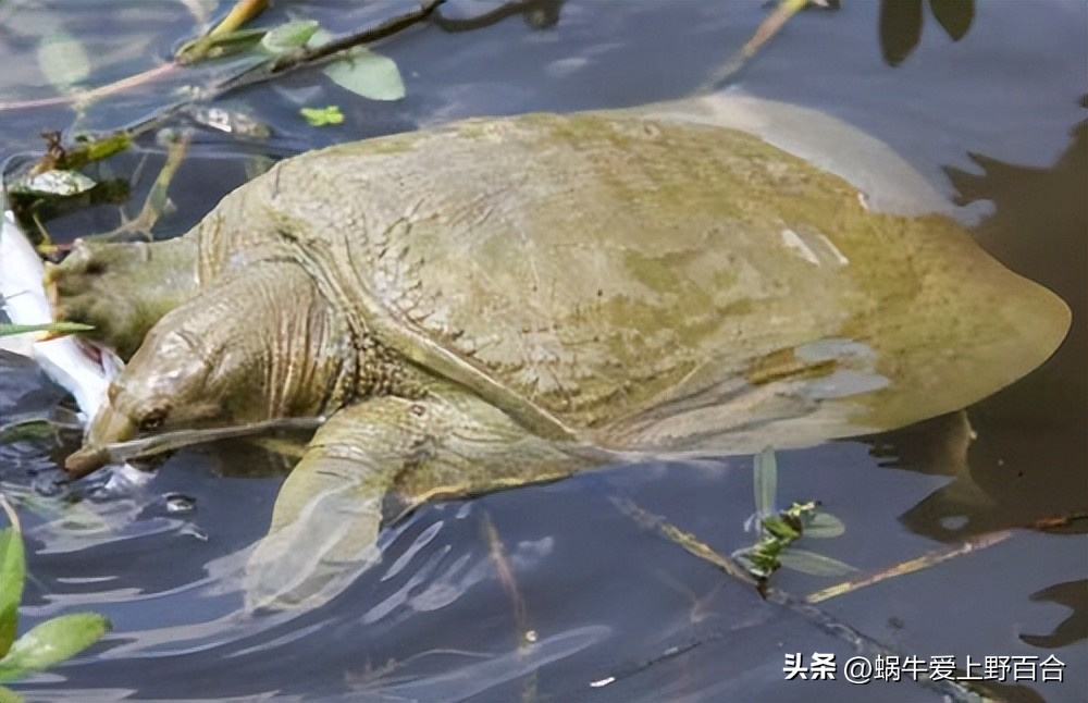 紫衣龟仙玄冥,龟仙紫衣