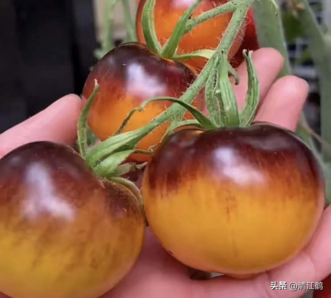 番茄晚疫病物理最佳治疗方法,番茄病虫草害防治