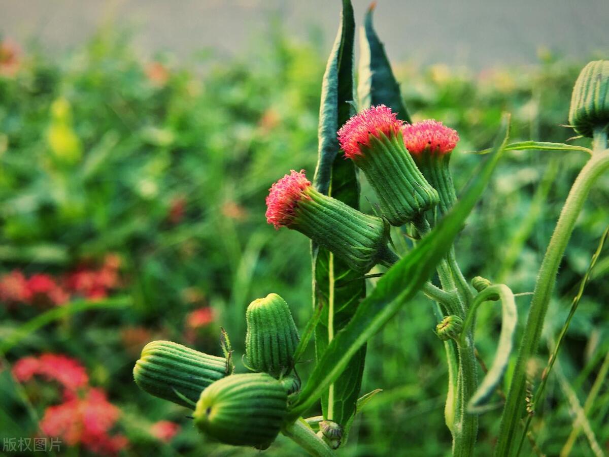 哪些食物含维生素高吃了对眼睛好,补充哪些含维生素的食物对眼睛好