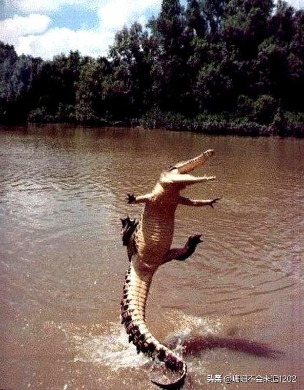 27张罕见的动物照,最漂亮的动物照片