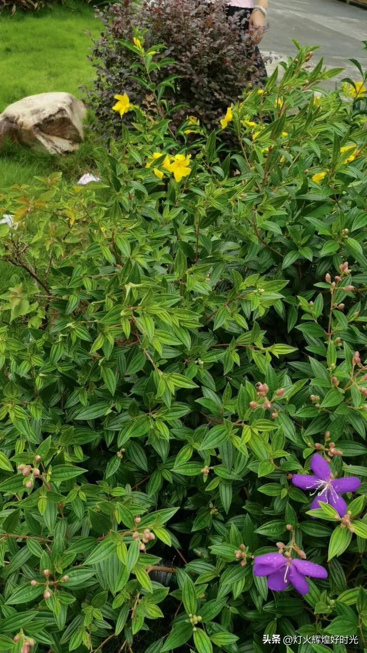 夏日掠影,雨天花开,人见人爱