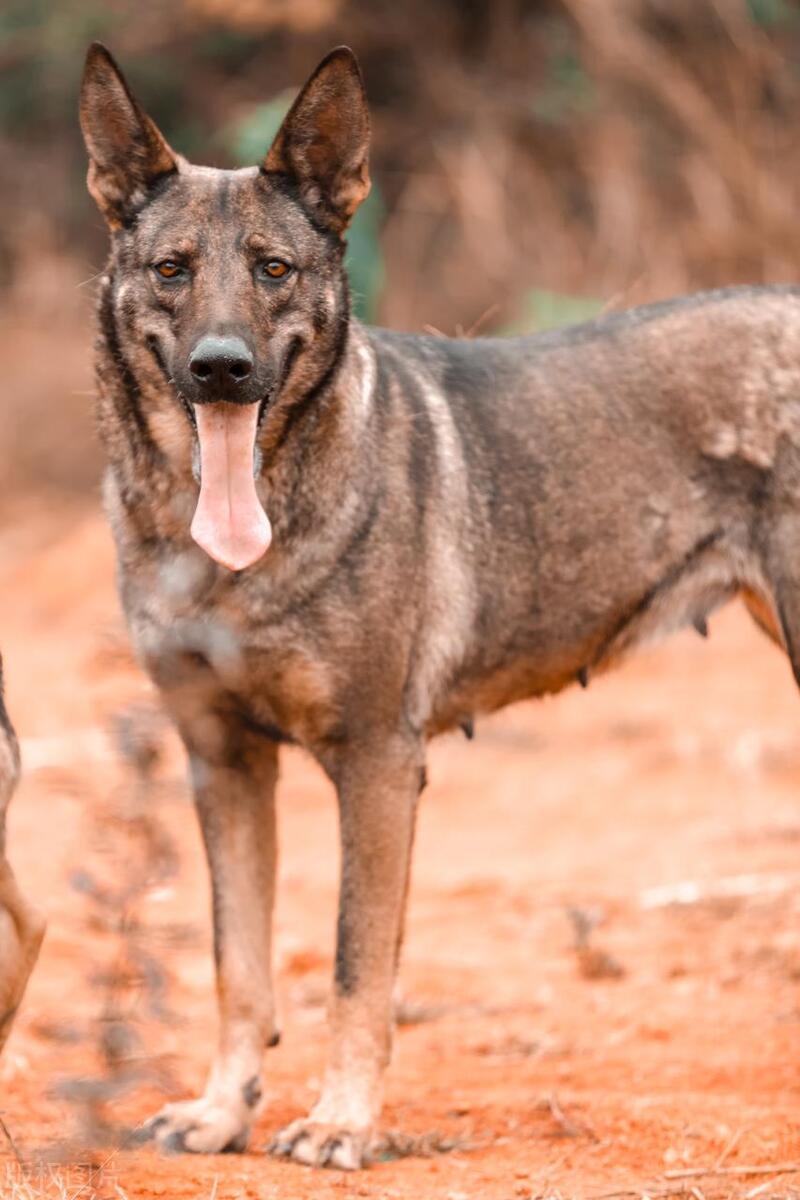 本地土狗哪些品种比较过大众一点,中国土狗都有哪些