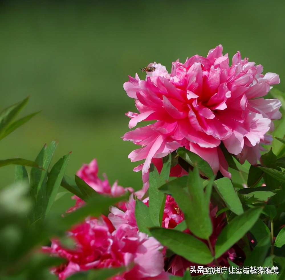 牡丹为什么被称为中国的国花,为什么牡丹能成为中国的国花