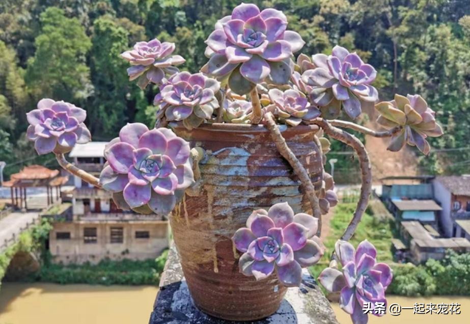 最近出老桩比较火的多肉,10款普货多肉皮实又好养