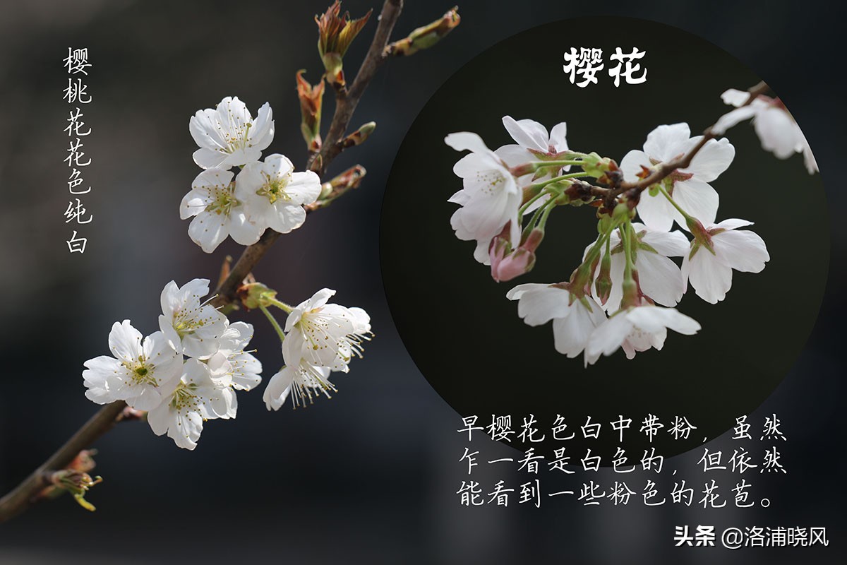 樱桃花和东京樱花区别,樱花和山樱桃花是一样的吗