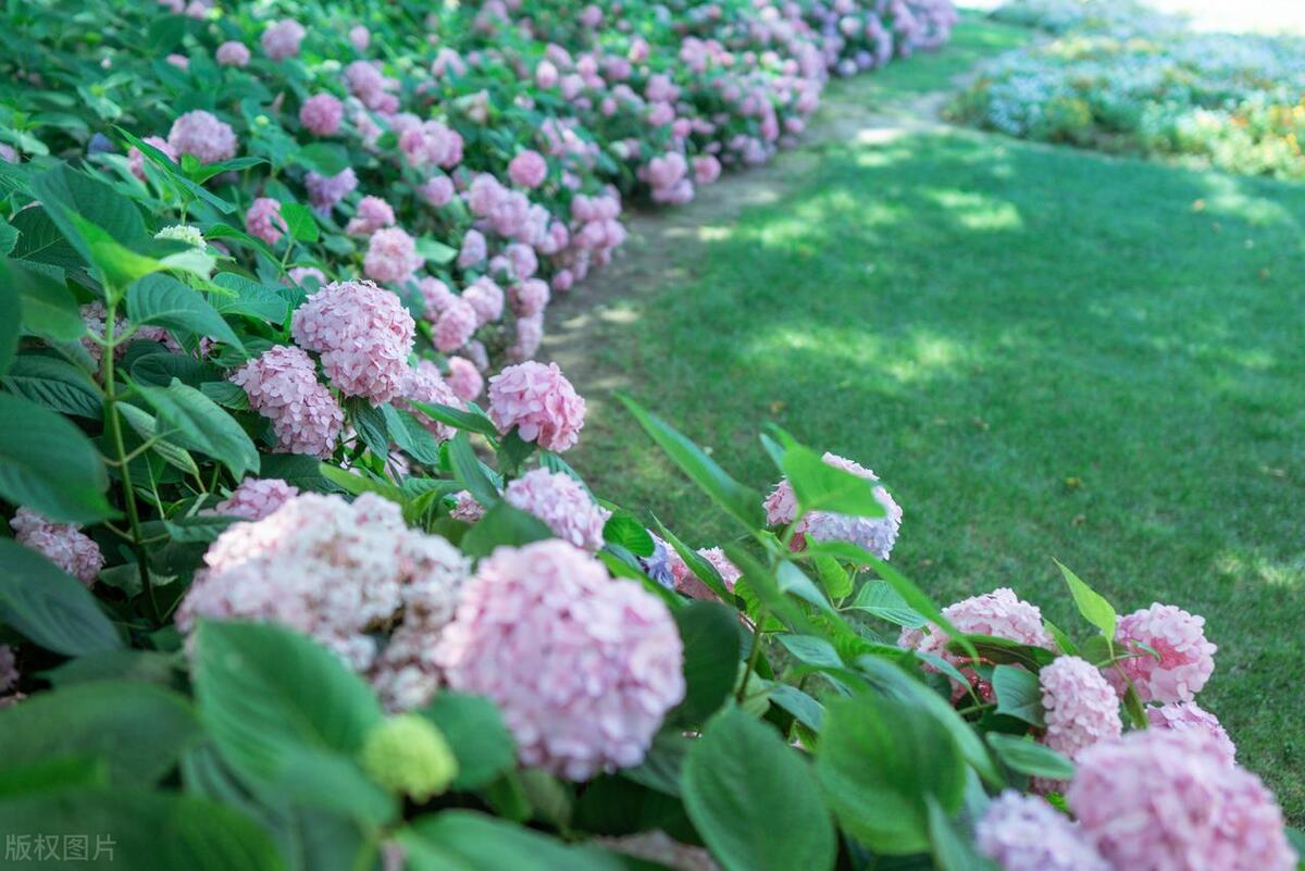 2022上海赏花时间一览表,上海赏花时间表