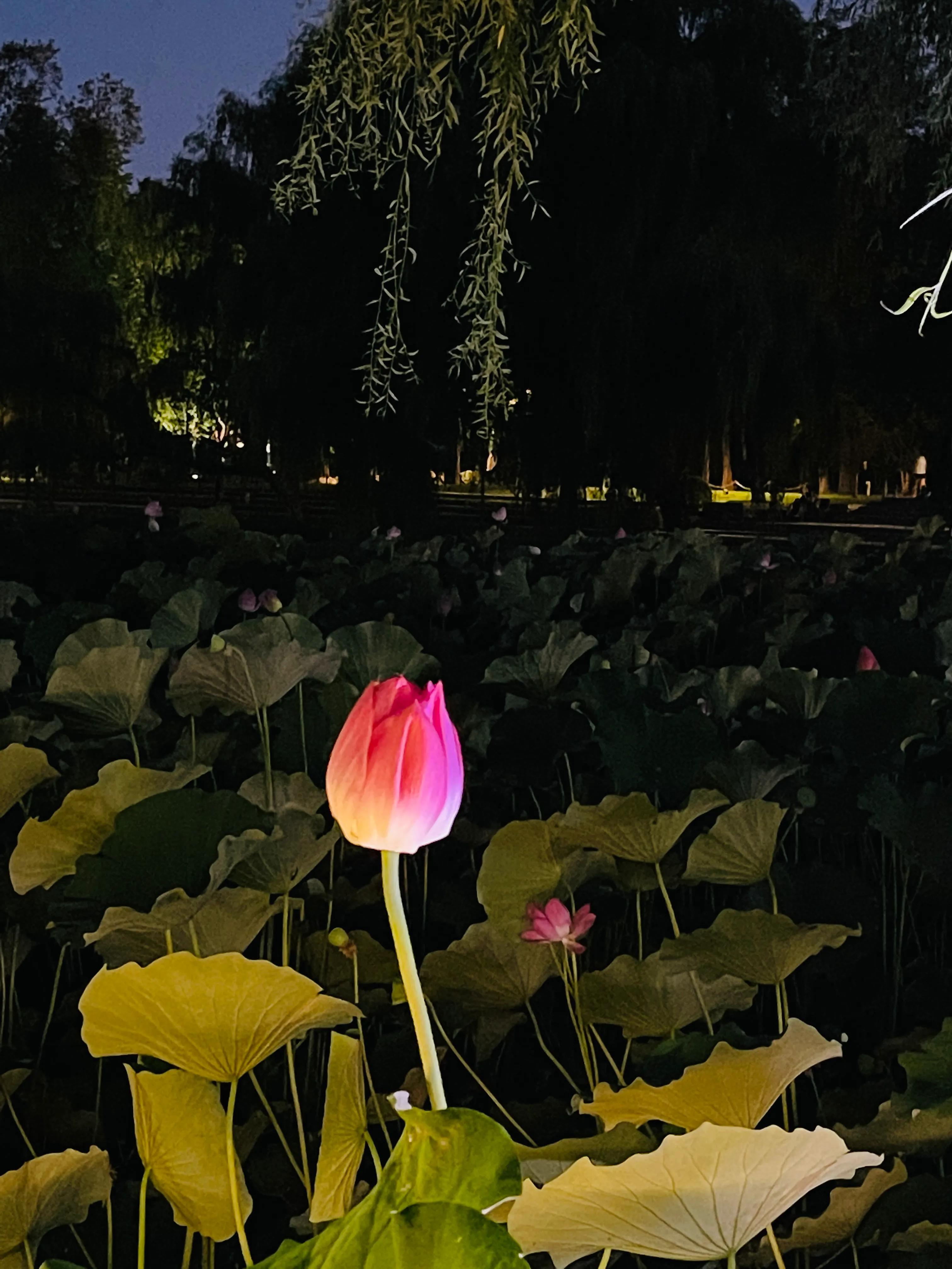 兴庆公园长乐之声合唱团直播现场,兴庆公园大合唱