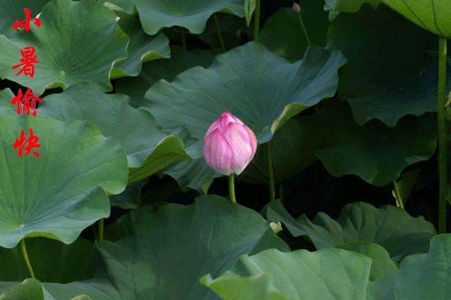 小暑节气祝福语简短,小暑节气祝福语图片简短