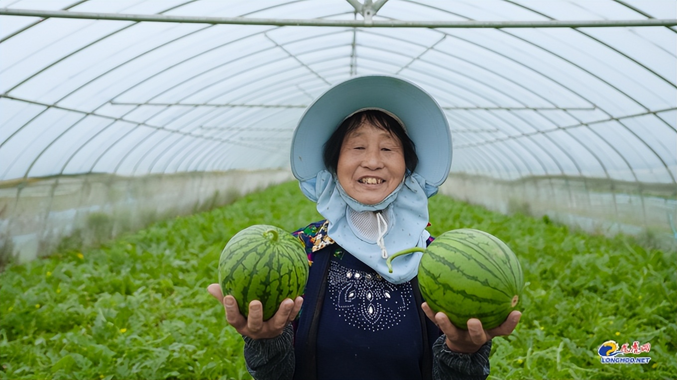南京江宁：满满“技术力”种出“三好”横溪瓜