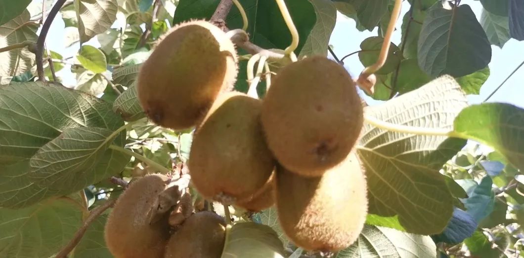 绿心猕猴桃和海沃德猕猴桃区别,海沃德猕猴桃种类