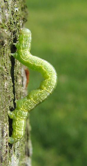 尺蠖——北京街头槐树上的“吊丝鬼儿”，极限蹦极的创始者