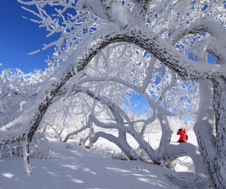 描写雾凇的美景的诗句,最经典的赞美雾凇的诗句