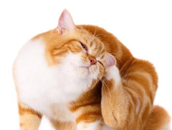 抱有猫癣的猫会得猫癣吗,治疗猫癣猫会痛吗