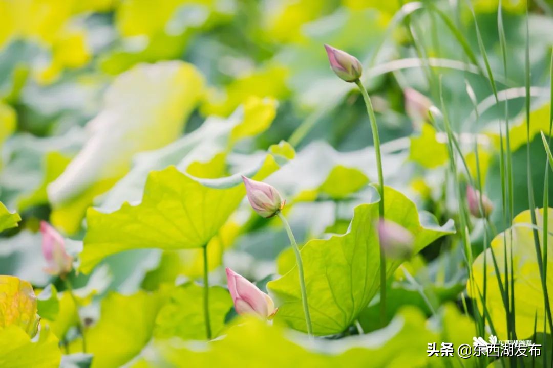 荷花开了夏天到了,荷花开了夏天又来了