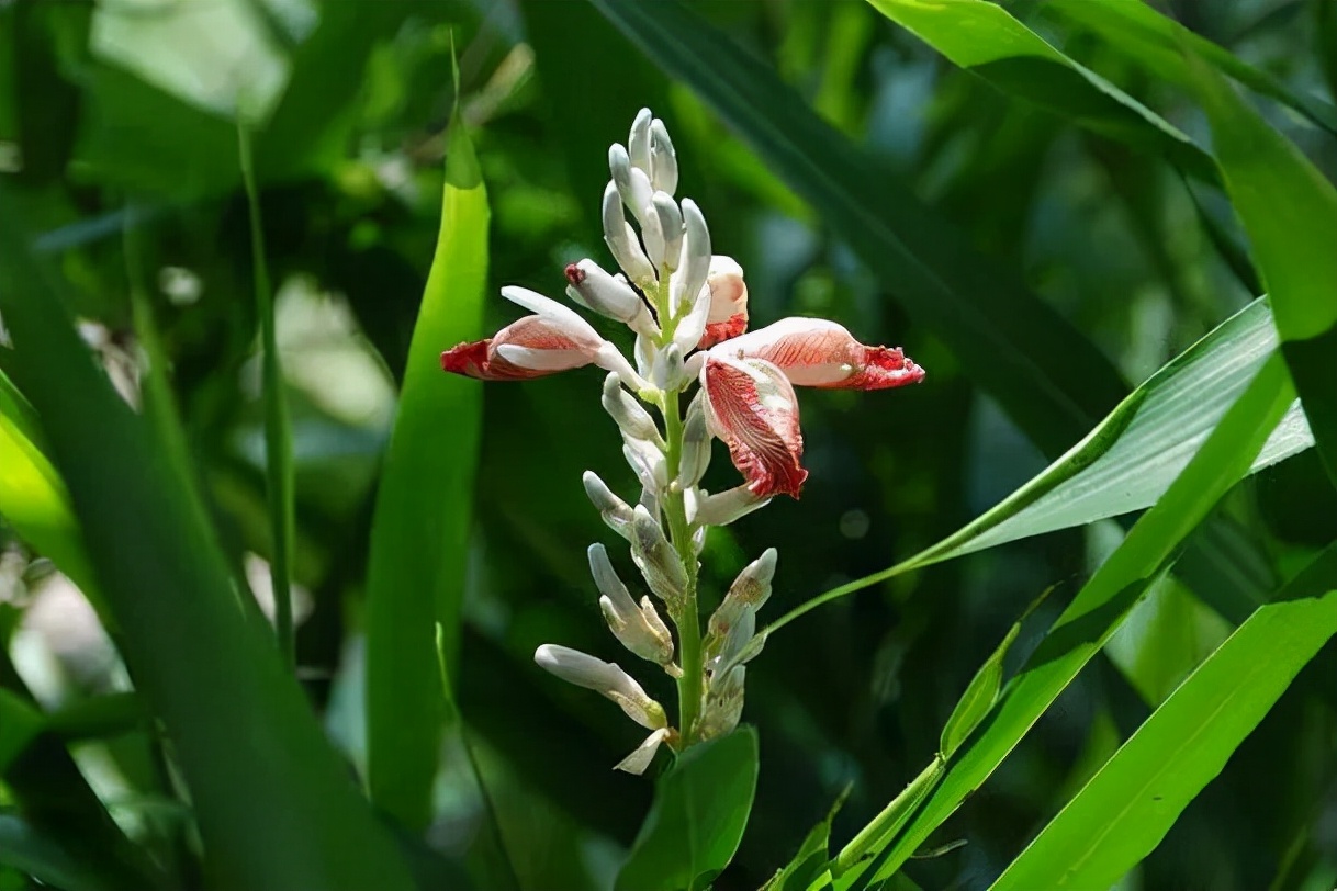 12种香料及分量,姜科植物的香料有哪些