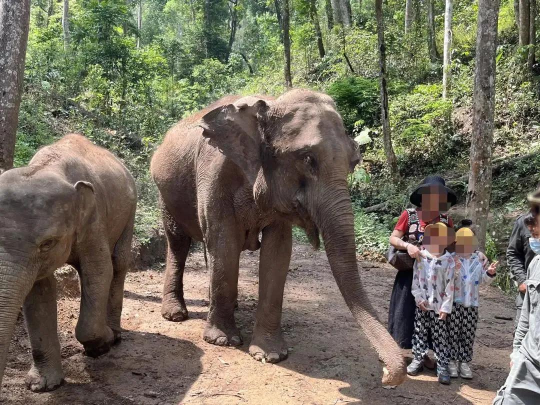 大象被铁链拴住,野象谷用针扎大象