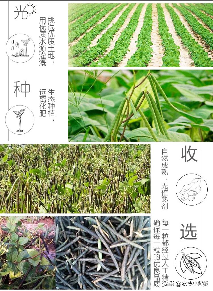 绿豆种植方法及种植时间,绿豆怎么种植和生长过程