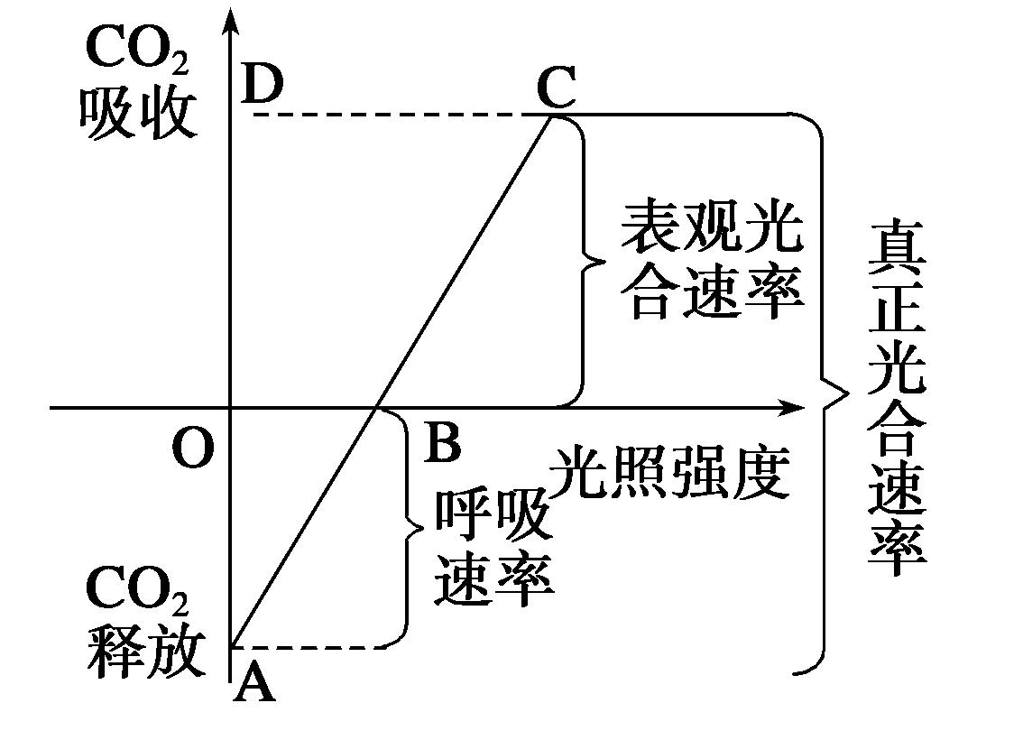高中生物细胞代谢产生什么物质,高中生物细胞代谢视频
