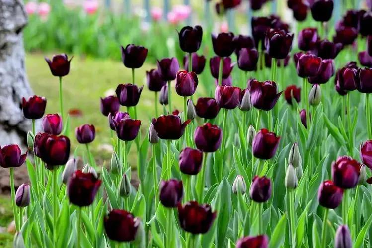 郁金香花语和寓意诗句,郁金香花语300字