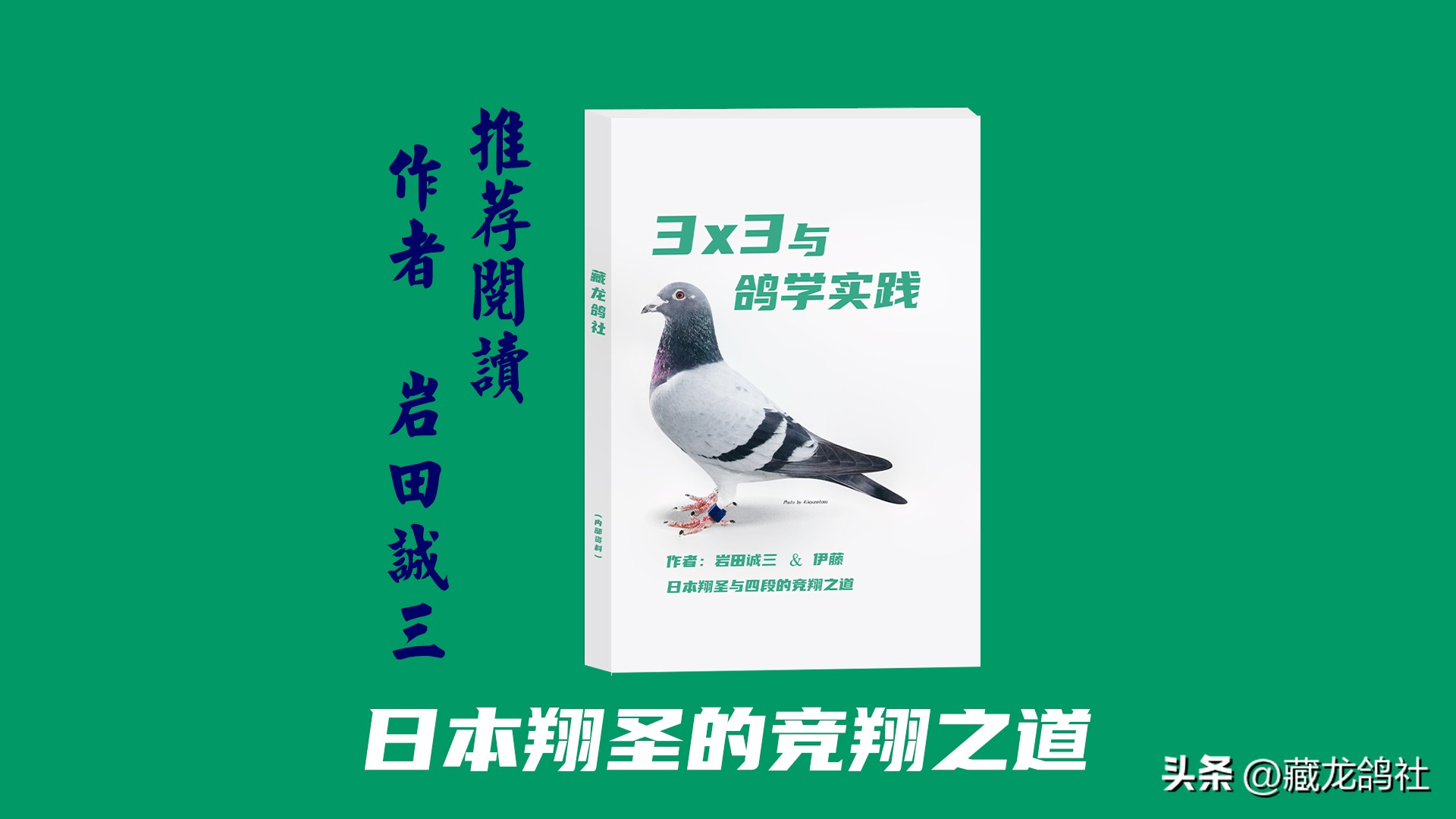 如何选一只好的种鸽,高手如何选择优秀种鸽