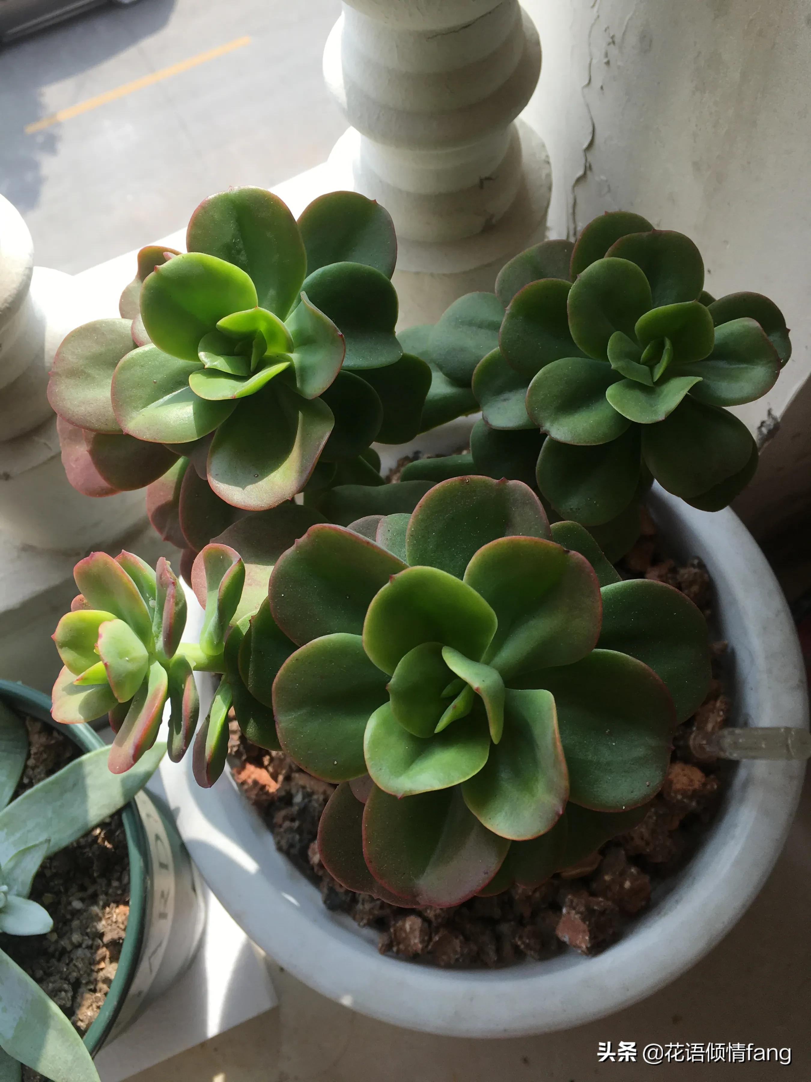 一棵红梅留几个芽头,一棵红梅开万朵花