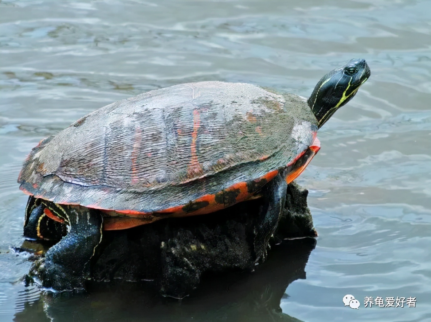 西非龟一动不动萎靡不振,龟为什么都这么多天了还不吃食