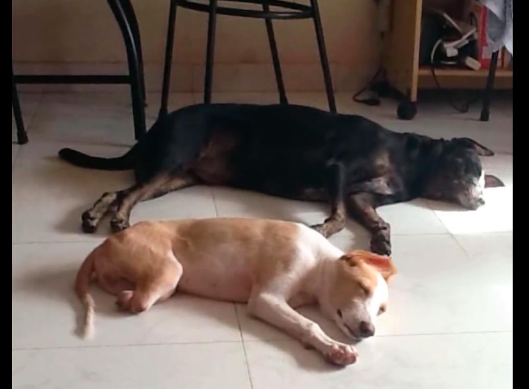 流浪狗脊柱被人打断,流浪狗被人类救回来的结局